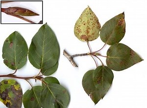 Populus trichocarpa - Alchetron, The Free Social Encyclopedia