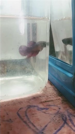 female beta fish angry training