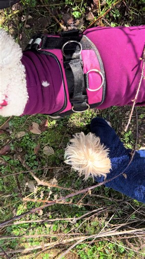 This great winter jumper keeps Daisy warm dry clean and protected from the brambles we got entangled in 😂😂easy to get on and off and washes and dries great #fyp #populartiktok #trending #tiktokmademebuylt #fyppopulartiktok