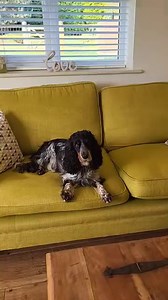 3.1K views · 14 reactions | Here is lovely Charlene (and gorgeous...