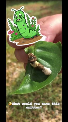 Have you ever seen anything like it? 😳🤯 #what #alien #insects