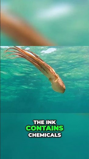 Octopus Ink: Amazing Defense System Explained! #shorts