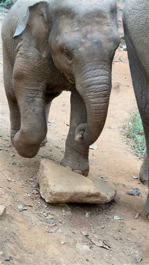 Tawan🐘Itch #hand | Bank Mahout