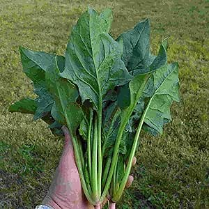 Spinach Seeds - Chinese - Green Arrow - Hybrid - 3 g Packet ~270 Seeds - Non-GMO, F1 Hybrid - Asian Garden Vegetable