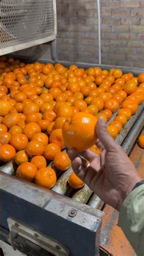 MEET WAXING PLANT #farming #shortsfeed #kinoow#farming #fruit