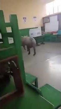 🇵🇪 || CHANCHO INVADIÓ MESAS DE VOTACIÓN EN ICA Lo viral de estas elecciones Perú 2026.