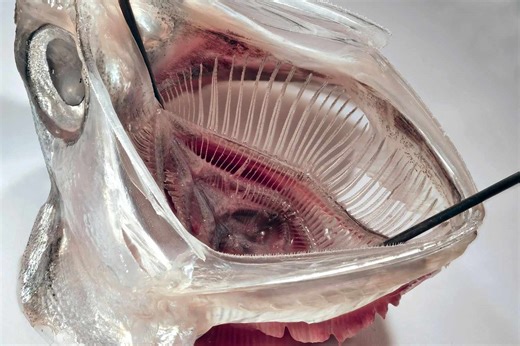 Does Fish Biology Hold the Key to Keeping Microplastics Out of Groundwater?