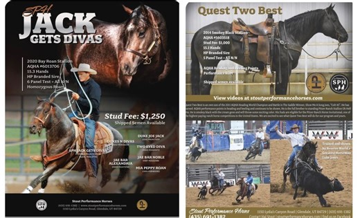 SPH Standing Two AQHA Rope Horse Stallions | Horses, Studs/Breeding | KSL Classifieds