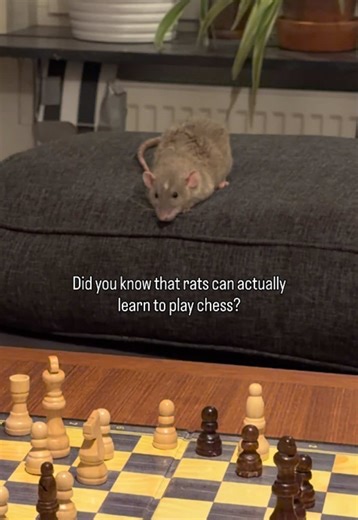 Do Rats Really Outsmart Us? Exploring Rat Intelligence