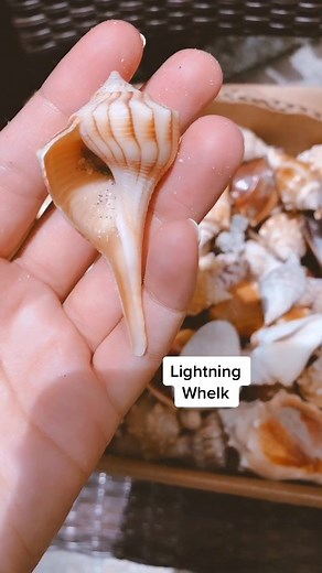 Discover Stunning Seashells at Sanibel Island