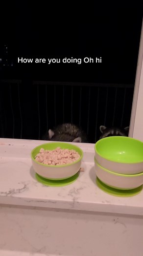 Raccoon Scratching at Window - Heartwarming Visitor at Night