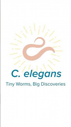 What are C. elegans?