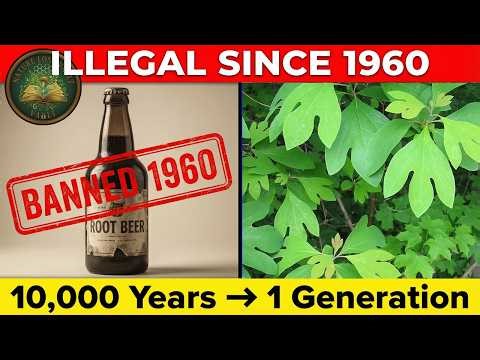 This Tree Flavored Every American's Childhood. Then the DEA Made It Disappear.