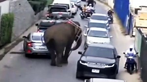Loose elephant fleeing animal sanctuary causes chaos on Thai streets