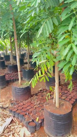Mahogany trees that yield crores in 15 years #MahoganyTreeFarming #MahoganyTree #Farming #ashokaa...