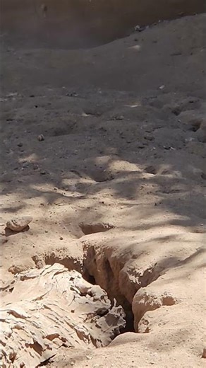 Adorable Little Meerkat Digging Like a Pro! 🦴🐾