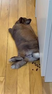 Pooping while sleeping 😂😂😂 #rabbit #bunny #funny #fun #viral #reels #cute #pet #fbreels #reelsfb | USA Rabbit Lovers