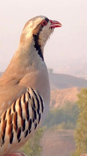 #ShikariChukar #ChukarPartridge #ChukarCalling #HuntingCall #ShikariStyle #WildChukar #ChukarSound #PartridgeCall #MountainChukar | HB Birds