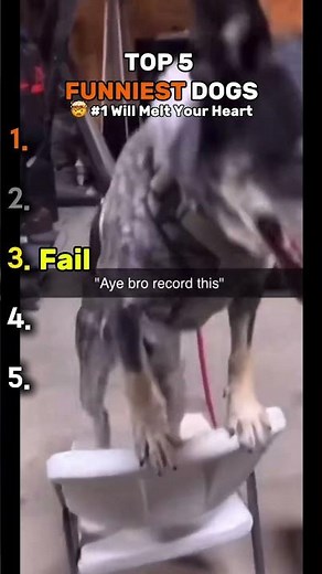 Funniest Dog Videos Ever | Top 5 🐶