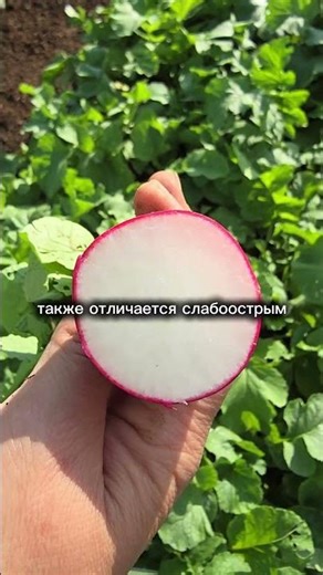 The perfect radish for beginning gardeners!