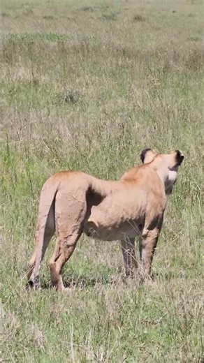STARVING! 😱 The Lioness Hunt After 5 Days Without Food 🦁🥩 #Wildlife