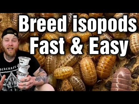 The Best Way To Breed Isopods [Beginners Guide]