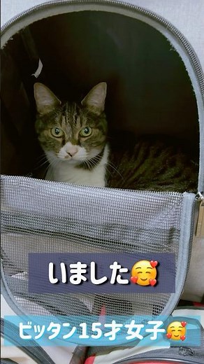 必死に探していたらゲージでくつろいでいた猫が可愛い🥰 #cat #ねこ #猫 #ネコ #川上麻衣子