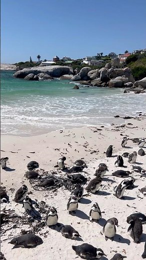 This Beach Is FULL of Penguins?! 🐧☀️🌊