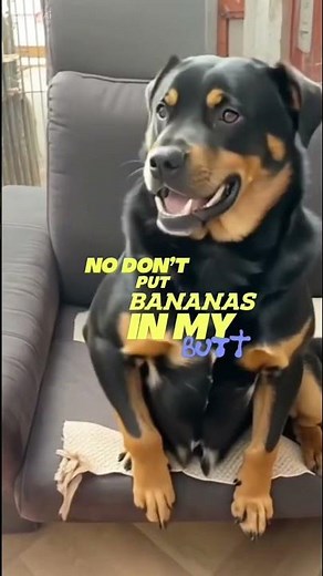 Dog dont put bananas in my butt song #music