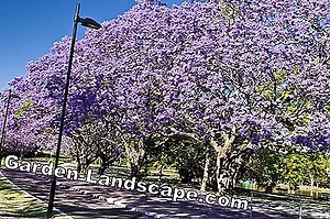 Rastline: Rosewood Tree, Jacaranda Tree - Vodnik zdravstvene nege | 2025