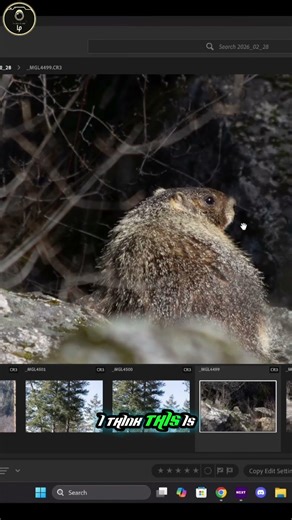 Editing Nature Photos Bird to Marmot Magic!