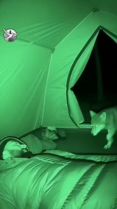 Night adventures of a little wolf and a wolf cub 🌙🐺✨ #nightadventure #wolves #wildlife #naturemoments #animalstory | Today story