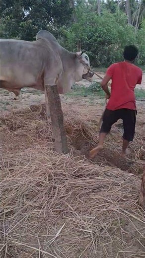 Three Rpm Bull driven oils... site view #bulldrivenoil #youtubeshorts #trendingshorts