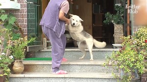111K views · 5.8K reactions | White Dog Keeps Pestering A Stranger To Raise Her *Please Turn the CC on for subtitles! *Follow Kritter klub for your daily dose of animal videos! | Kritter klub | Facebook