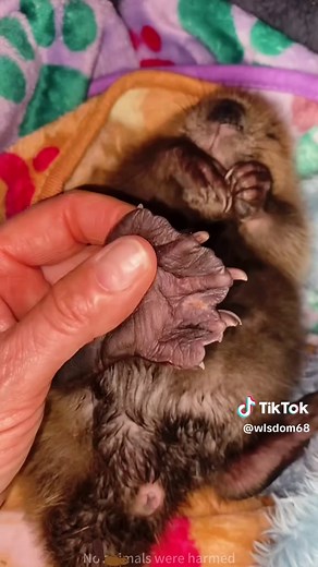 Obsessed with This Adorable Baby Beaver!