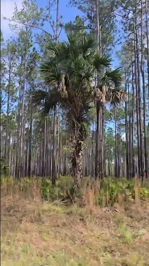 Longleaf pine trees are extremely tall and straight!! #trees #forest #nature #florida