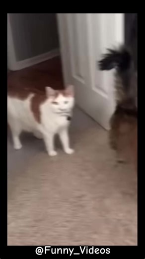 Hilarious Angry Cats Compilation