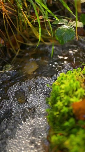Sunshine Colors #relaxing #forest