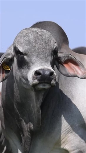 Kroon Vee Brahman - Buildings Beyond Boundaries 🌍 • • • #building #beyondboundries #auctionalert #familybusiness #kroonvee #brahmansa #brahmansouthafrica #brahmancattle #kroonveebrahman #beesboer #brahmanstud #brahmanstoet #brahmanboer #barhmanfarmer | MediaBoer