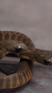 113K views · 2.7K reactions | Name something cuter than a baby tiger snake 凉凉 #tigersnake | Australian Reptile Park | Facebook