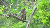 The spot-bellied eagle-owl , also known as the forest eagle-owl