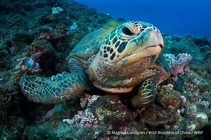 WWF-Singapore | Nature & Biodiversity