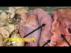 VET ENDO | Cattle Reproductive Tract