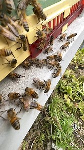 Bees spread pheromones outside the hive through various behaviors, primarily to communicate important information to other members of the colony. Here's how it works:1. **Nasonov Gland Pheromones**: Worker bees have a specialized gland called the Nasonov gland, located near the tip of their abdomen. When bees expose this gland, they release a specific pheromone that contains multiple chemicals like geraniol, nerolic acid, and citral. The Nasonov pheromone helps guide foraging bees back to the hi