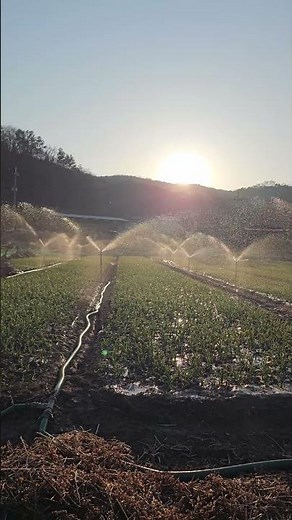 마늘밭 스프링클러 물주기 수확량 차이 납니다(농사의신)