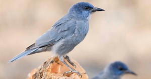 Pinyon Jay Similar Species to, All About Birds, Cornell Lab of Ornithology