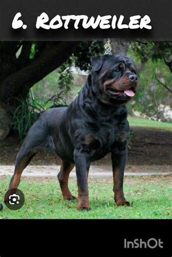 Top 10 Guard Dog Breeds That Fear No One 🐕🔥 | Best Protection Dogs