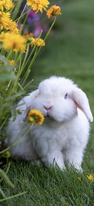 Now spring is here, your rabbits may now be enjoying some supervised time out in the garden, so we thought we would share 10 common garden plants that are toxic to rabbits. You can also find a full list of many other toxic plants over on our blog (link in bio). Please remember, rabbits can hide any signs of illness, so if your rabbit does accidentally eat something that they shouldn’t (even if they seem completely fine) then please consult with your vet for advice. #spring #poisonivy #poisonous 