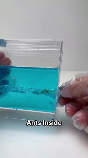 I Put Slime Mold With Ants #learnontiktok | slime mold