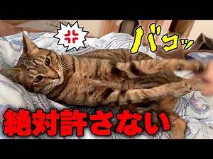 ずっと意地悪してくる飼い主に強烈な猫パンチをお見舞いする猫
